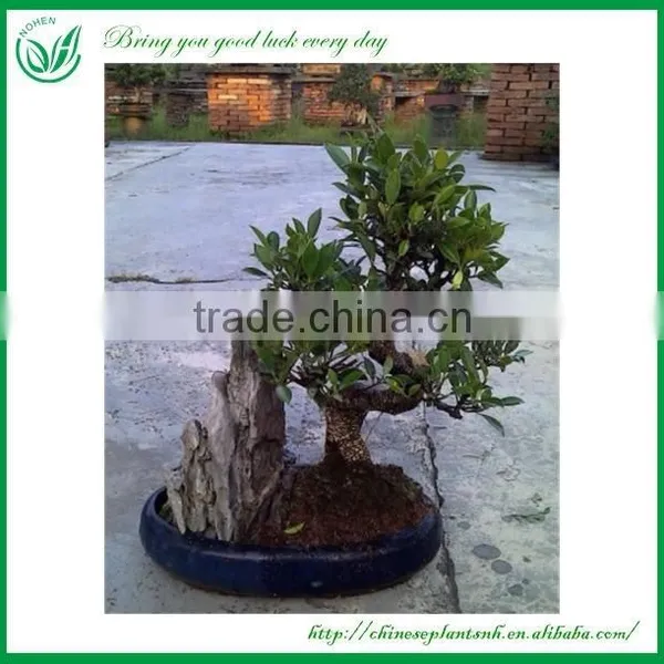 Ficus Bonsai photo-4