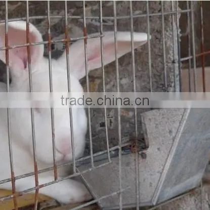 Indoor Rabbit Hutch photo-4