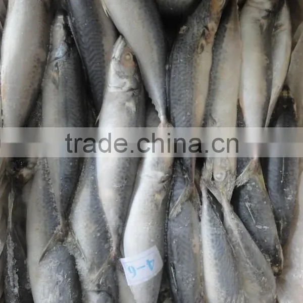 Frozen Fish Mackerel photo-2
