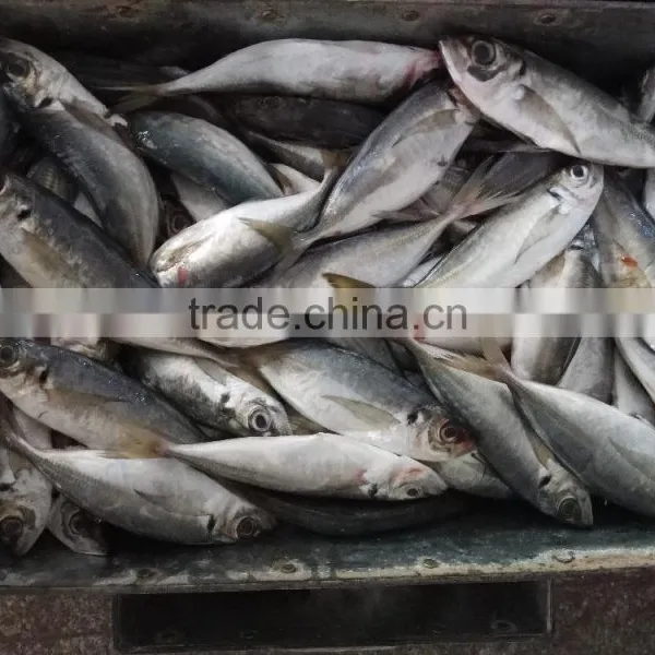Frozen Fresh Seafood Big Eye Horse Mackerel photo-3