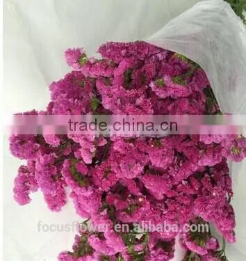 Perennial Flowering Plant Statice Flower 1kg/bundle Wholesalefarms Directly Supply From China photo-2