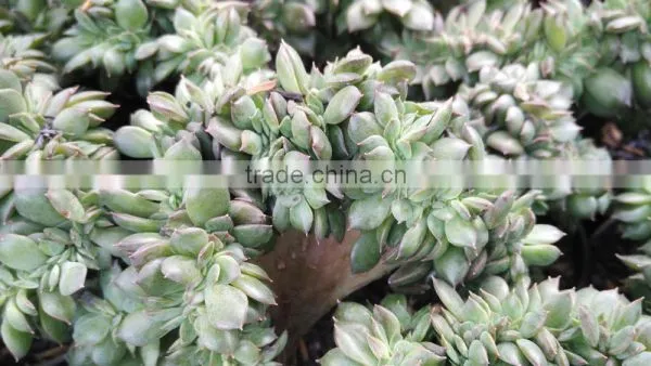 Echeveria Blackprince Crested Decorative Plants Echeveria, Succulent Plants, Tropical Plants photo-2