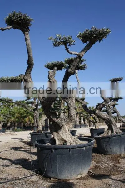 Olea Europaea "Pompon"old Skin Trunk photo-2