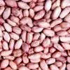 Peanut Kernel
