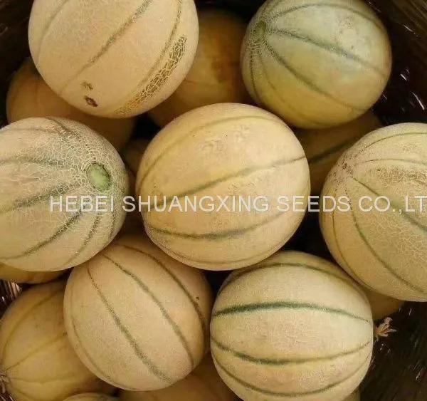 Stripe Sweet Cantaloupe Musk Melon Seed for Sale photo-3