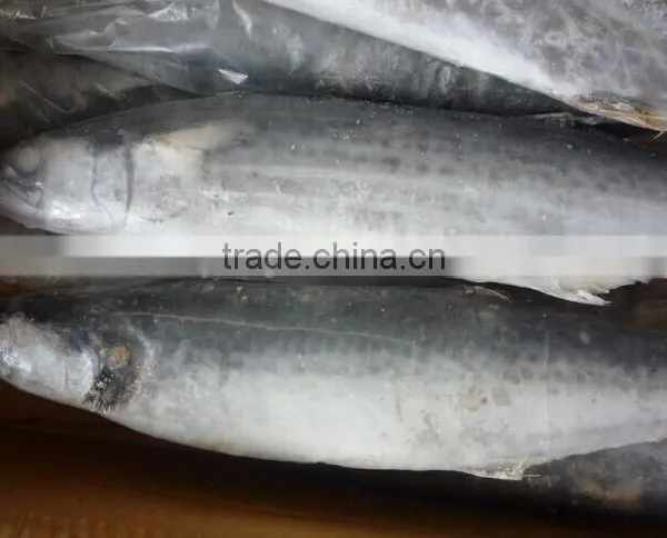 2015 Frozen Spanish Mackerel Whole Round photo-2