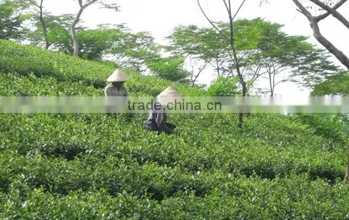 HIGH QUALITY BLACK TEA & GREEN TEA WITH CHEAP PRICE