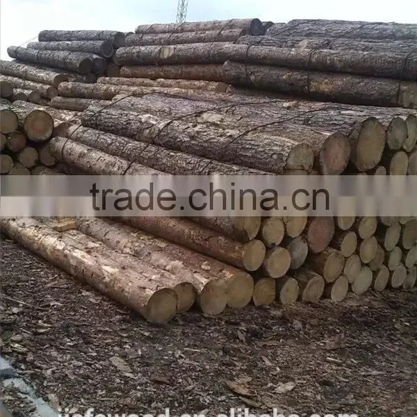 High Quality Birch Logs photo-4