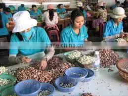 Hot Price Best Quality Vietnam Cashew Nut Kernal photo-4