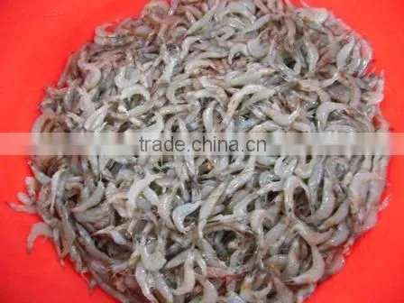 FROZEN RIVER SHRIMPS photo-5