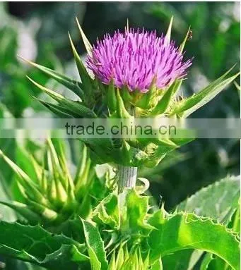 . Silymarin 80% Test By UV Silybum Marianum