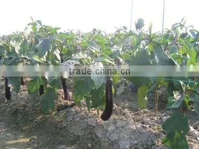 PP Tape Material Twisted Agricultural Baler Twine Ball photo-4