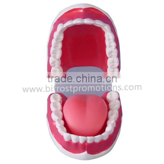 Dental Model, 32 Teeth Model