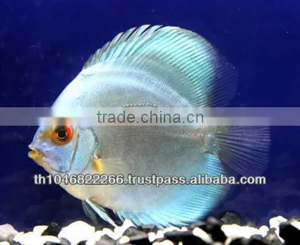 Discus Fish Farm for Sale and Export photo-4