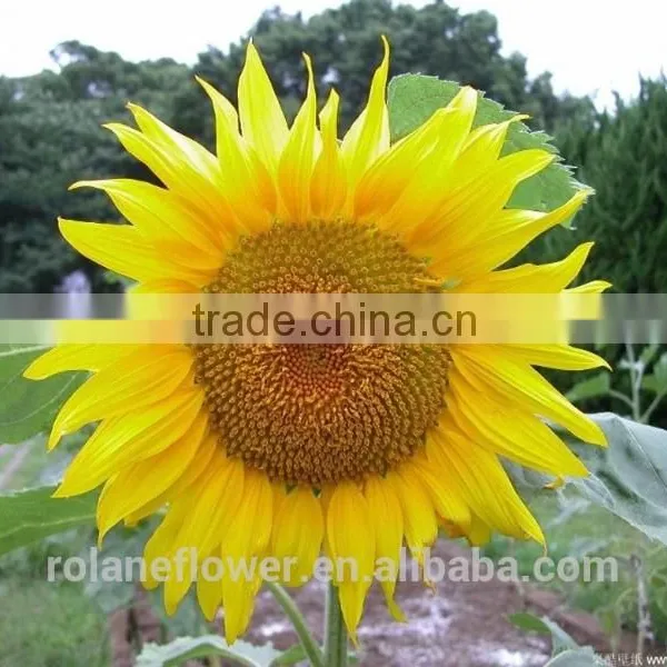 Mother's Day Fresh Cut Yellow Sunflower Flower for Wholesale photo-3