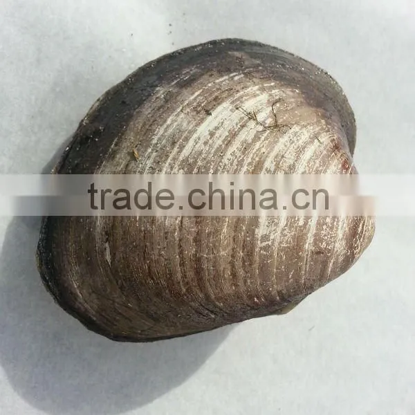 Ocean Quahog Artica Islandica
