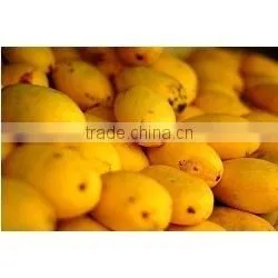 Fresh Alphanso Mango Available...