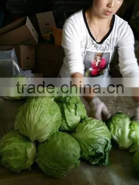 Fresh Lettuce photo-6