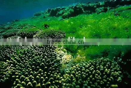 Manufacturer Supply 100% Natural Organic Chlorella Powder/Tablet photo-3