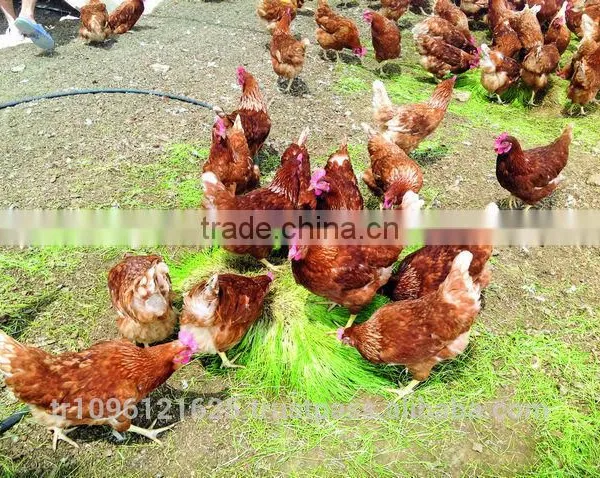 StarMax Barley Fodder / Fodder / Fodder System photo-3