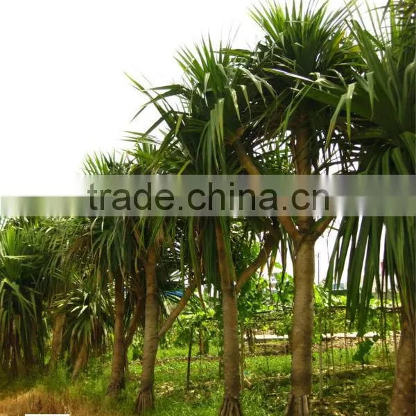 Pandanus Utilis