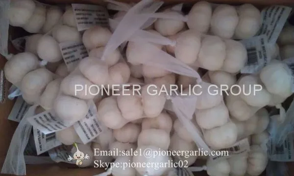 New Crop Fresh Chinese Pure White Garlic (5.0cm, 5.5cm, 6.0cm)Box Packing