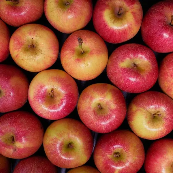 Wholesale Price Apple Fruit Organic Sweet Fresh Red Fuji Apple