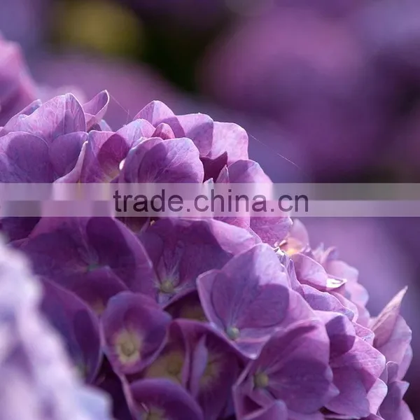 Wide Variety New Arrival Apple Hydrangea Wreath photo-2