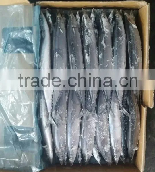 Frozen Whole Round Pacific Saury Scientific Name Cololabis Saira photo-4
