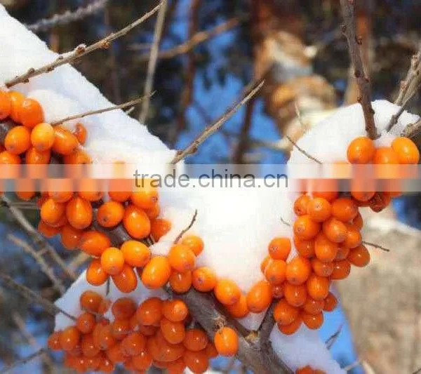 High-quality Seabuckthorn Fruit Oil,essential Oil, Wild Plant Oil photo-3