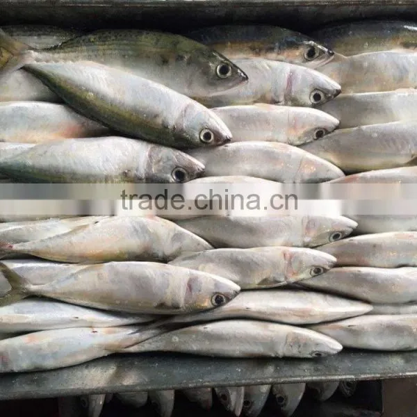 FROZEN INDIAN MACKEREL WHOLE ROUND photo-3