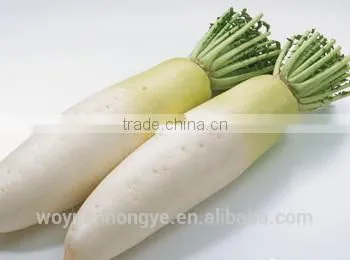 Fresh Radish photo-2