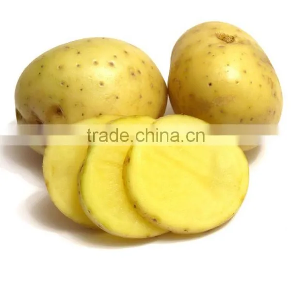 Fresh Bulk Potatoes for Sale 2016 Crop photo-2
