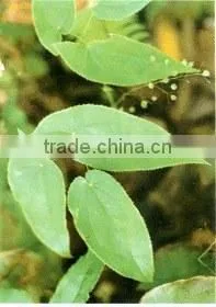 Shorthorned Epimedium Extract Powder