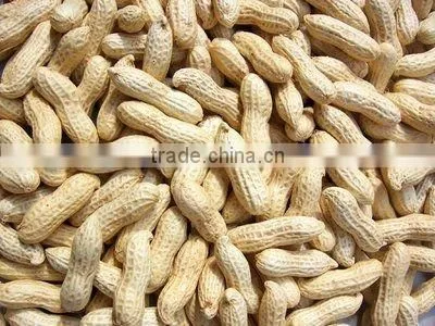 Shandong Good Quality Blanched Peanut Kernel/peanut in Shell photo-3