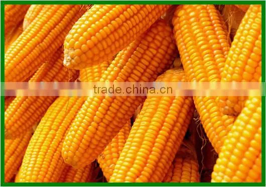 China Latest Technology Corn Shelling Machine Made in China for Sale photo-5