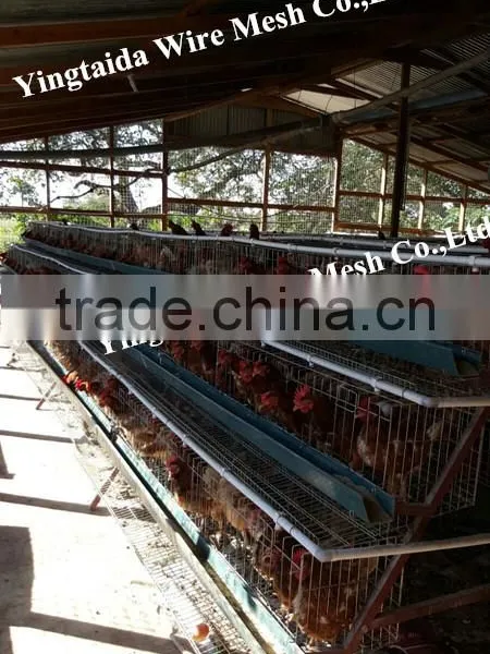 Automatic Chicke Cage Layer for Poultry Equipment in Chiken Farm photo-5