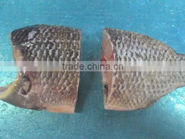 BLACK TILAPIA/ RED TILAPIA/ OREOCHROMIS/ PERCH photo-3