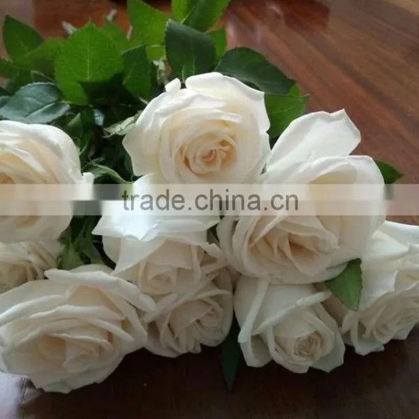 Supply Fresh Cut Flower Hot Sale 20 Stems/Bundle White Rose Wholesale From Yunnan,China photo-5