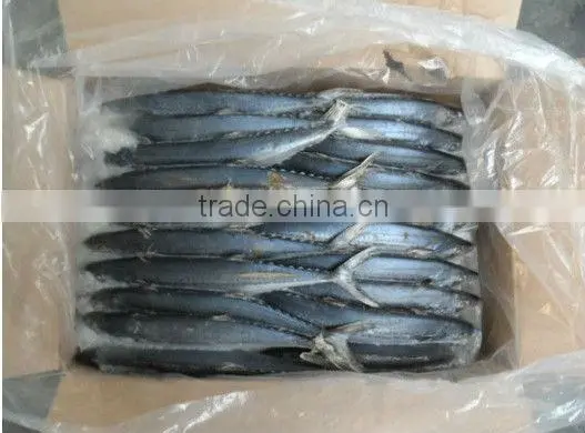 Frozen Spanish Mackarel Fish Whole photo-2