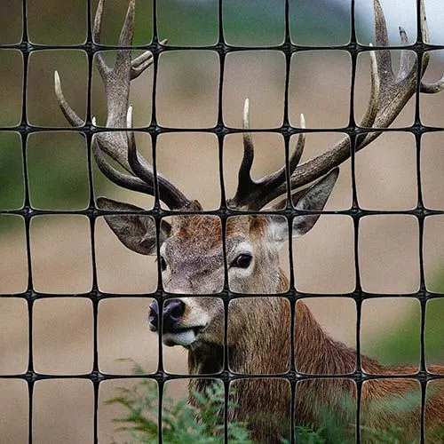 Factory Price Black PP Mesh Bird Netting Deer Net Suppliers From China photo-3
