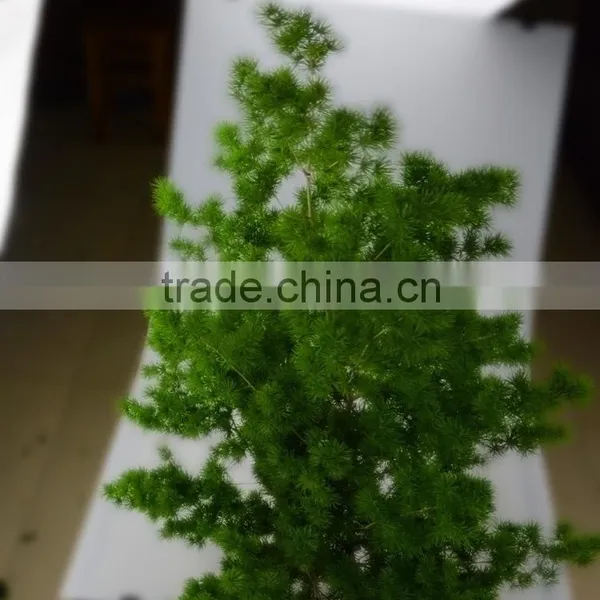 Colorful promotional garden fresh Asparagus Myrioeladus