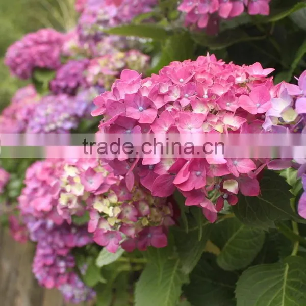 Good Quality New Arrival Fresh Cut Flower Hydrangea Bouquet photo-3