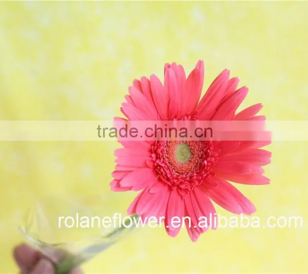 Best Price And Best Quality Long Stem Flowers Fresh Cut Gerbera Pink Gerbera With Fast Transportation photo-2