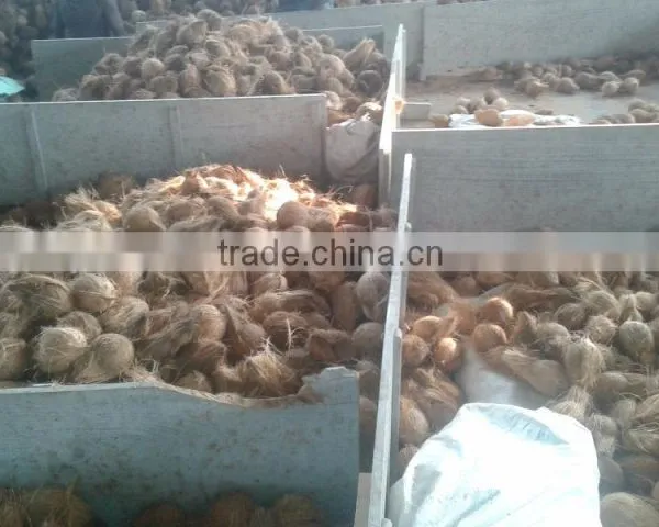 Fresh Coconuts photo-3