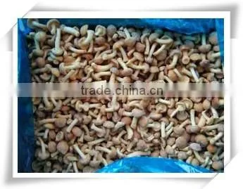 Material of Soup/nourishment Food /health Food Mushroom photo-4