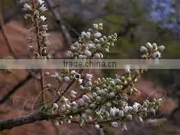 Boswellia Serrata ( Frankincense) Extract