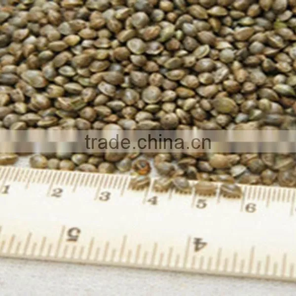 GMP & ISO Approved Pure Hemp Seed Oil Essential Oil photo-4