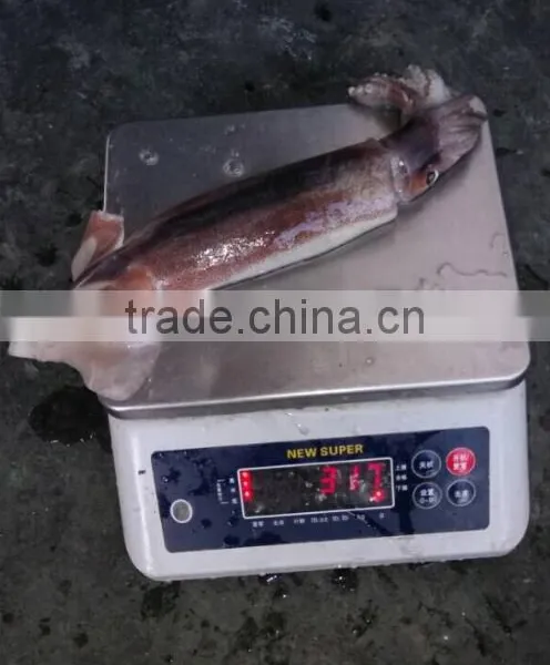 Frozen Illex Argentinus Squid photo-2