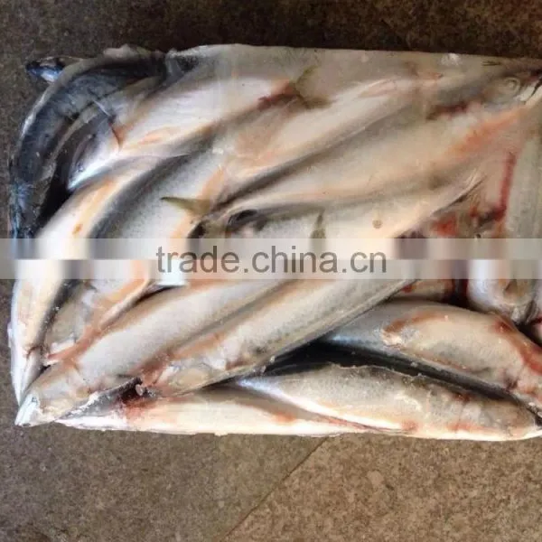 Frozen Pacific Mackerel photo-3